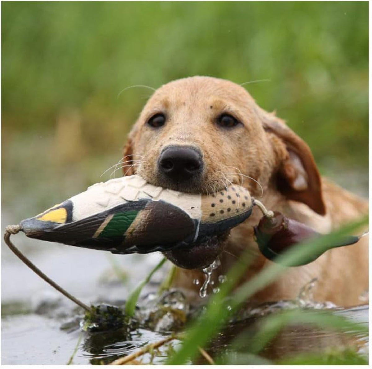Avery Sporting Dog EZ-Bird Training Dummy – Realistic Floating Retriever Bumper for Water & Field Training (Green-Winged Teal)