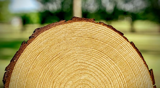Set of (10) 7-9 inch Wood Slices for centerpieces, Arts and Crafts, and Rustic Home Decor! Wood Slice centerpieces, Wood Rounds, Tree Slices (Small 7-9 inch)