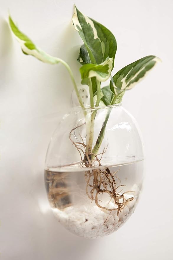 Mkono Wall Hanging Glass Terrariums Planter Oblate Flower Vase for Hydroponics Plants, Bathroom, Home Office Living Room Decor, Set of 6