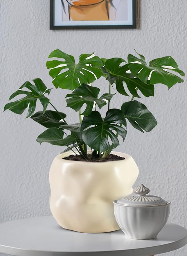 Serene Spaces Living Ceramic Sculptural Vase, Modern Organic Vase for Home, Event Decor, Table Centerpiece, or Gifting - Perfect for Fresh or Dried Flowers, 6.5" Diameter & 5" Tall, Pack of 12