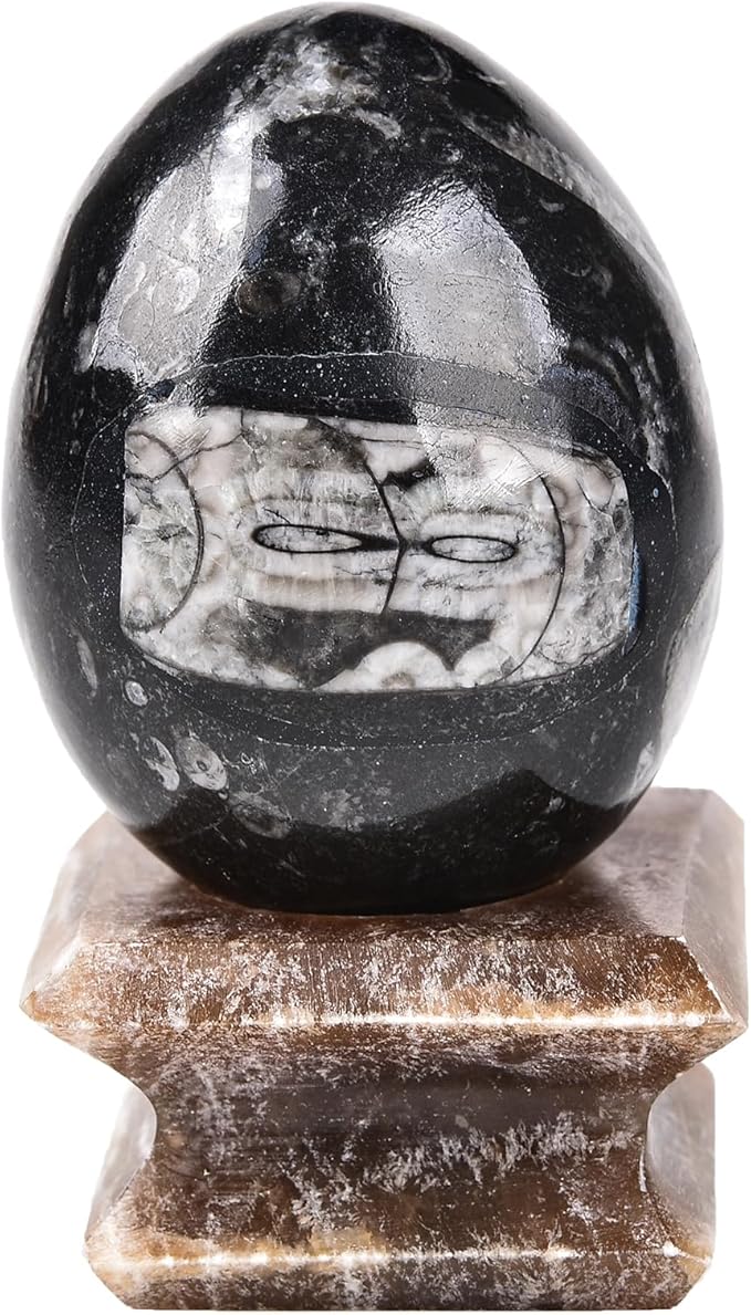 AMOYSTONE Orthoceras Stone Egg Black with Natural Stone Base for Healing Reiki Home Decors Medium, Single Height 2.5-3"