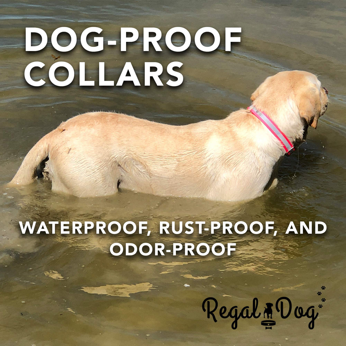 Regal Dog Products Medium Yellow Heavy Duty Reflective Dog Collar with Durable Metal Buckle and D Ring Adjustable, Chew Proof & Waterproof Strong Small Dog Collar Other Sizes for Medium & Large Dogs